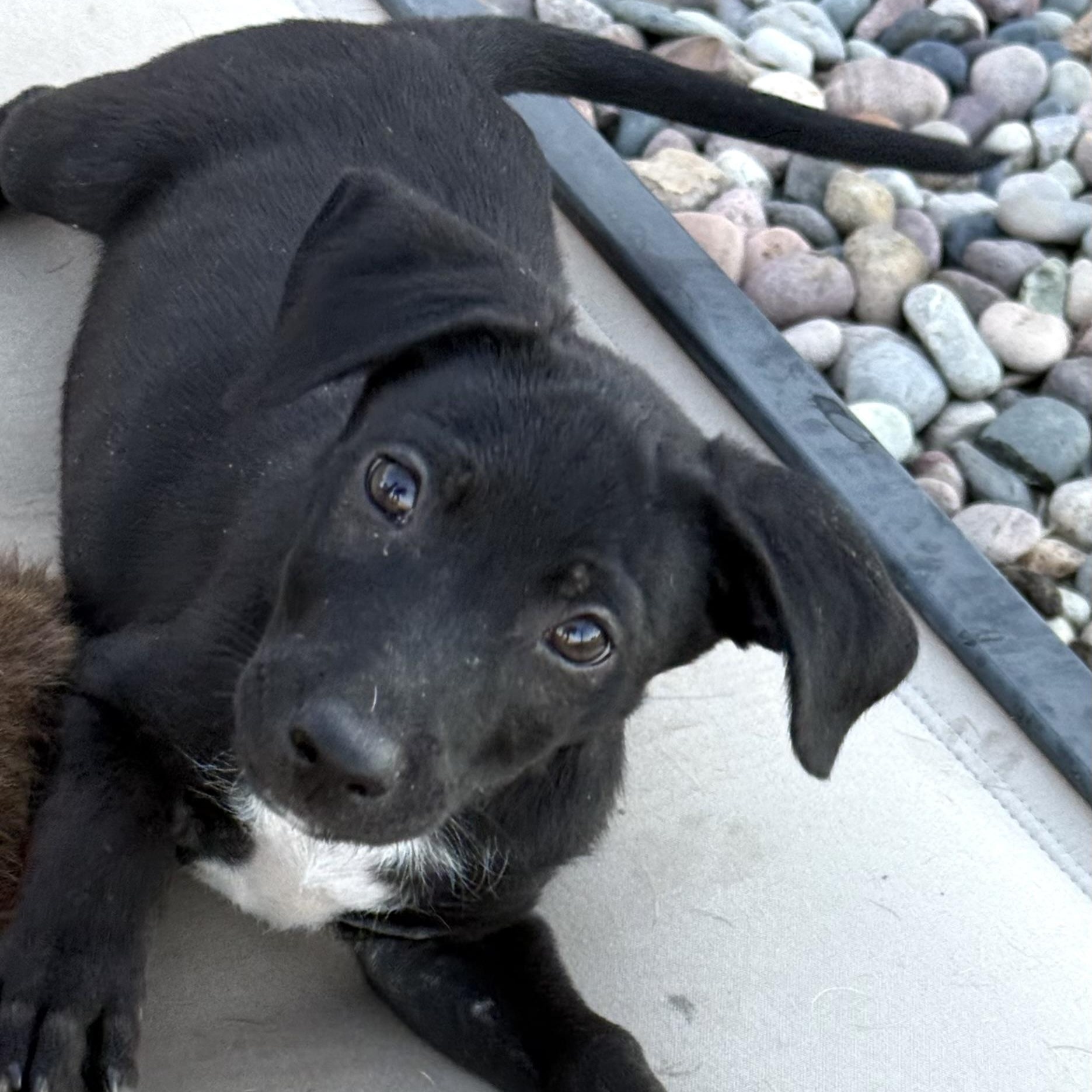 Enlarge Couscous (Carb Litter), a Adoptable mixed breed in San Diego, CA image 5/5