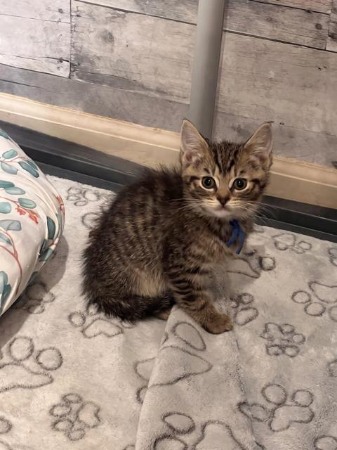 Usopp, adopted, Kitten Male Domestic Short Hair.
