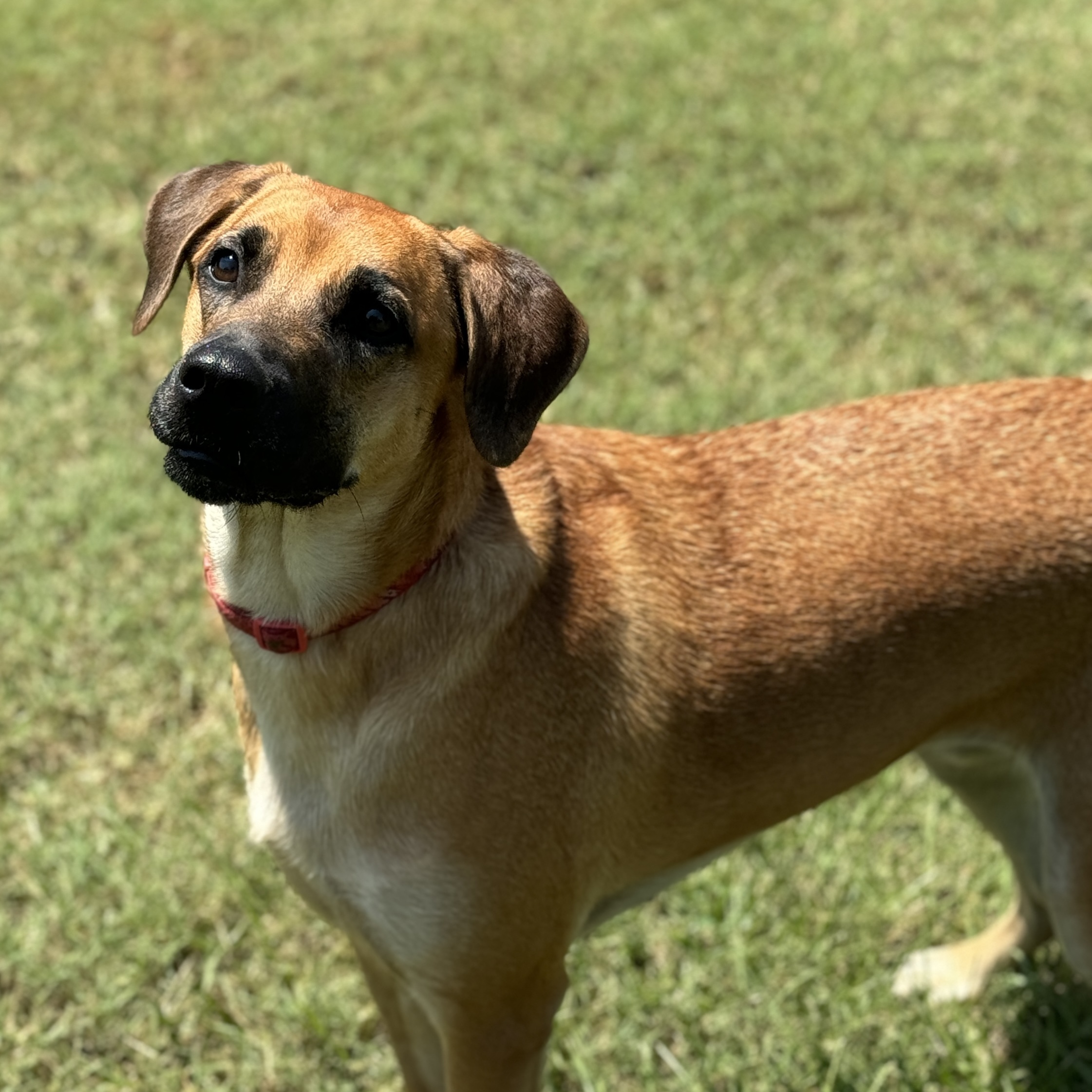 Enlarge Journey, a Adoptable mixed breed in Hawkins, TX image 3/6