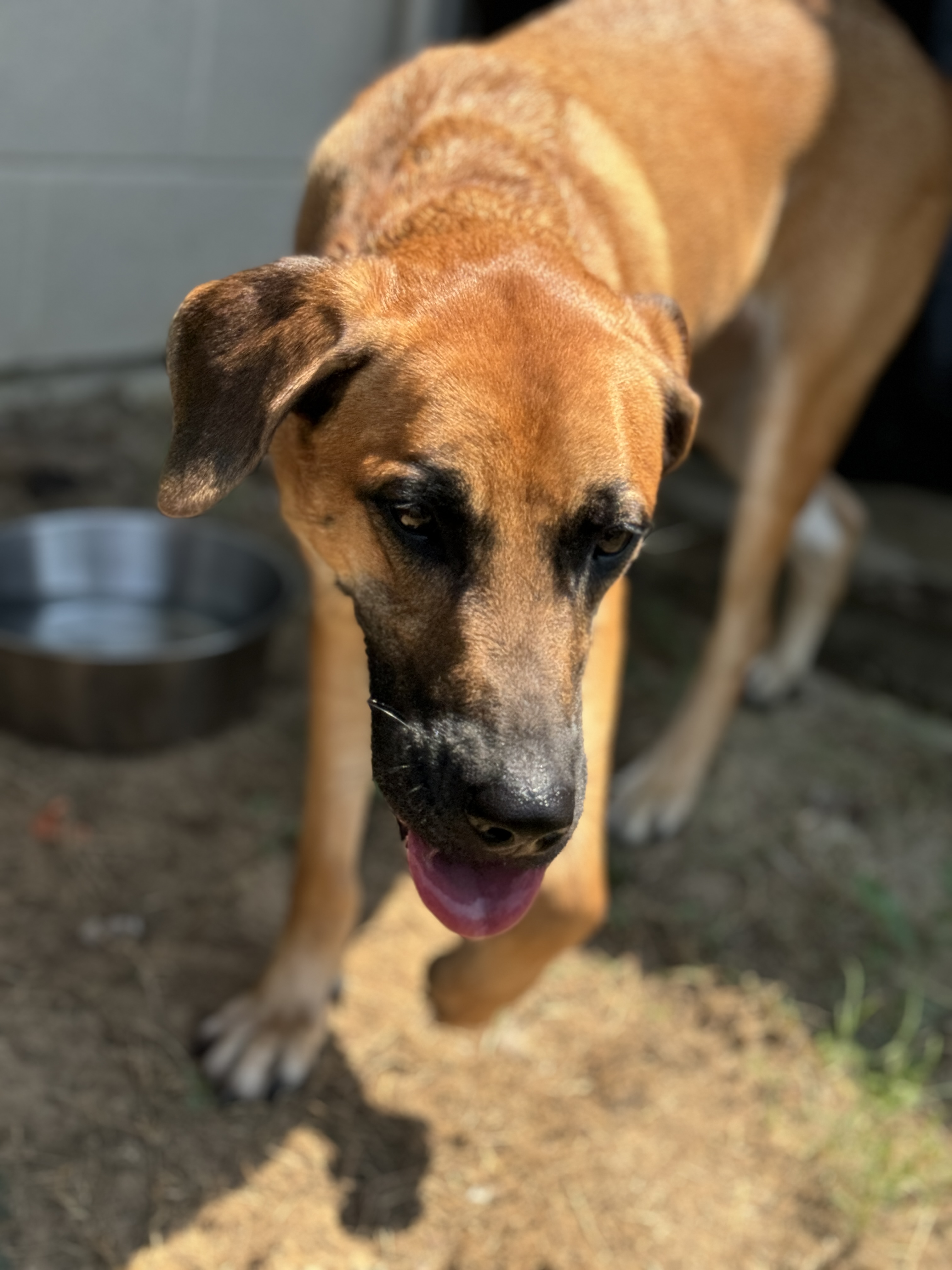 Enlarge Journey, a Adoptable mixed breed in Hawkins, TX image 4/6