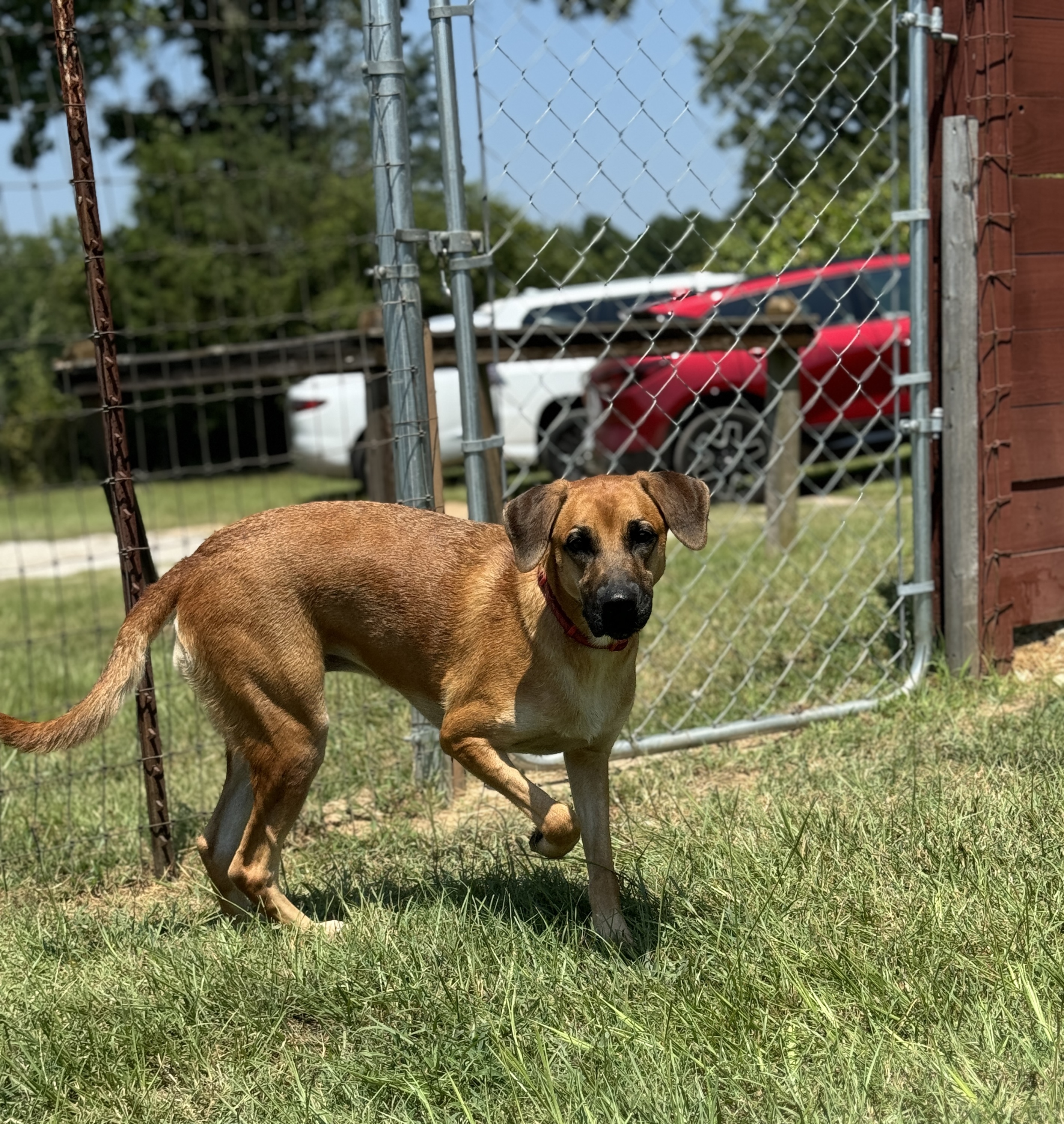 Enlarge Journey, a Adoptable mixed breed in Hawkins, TX image 6/6