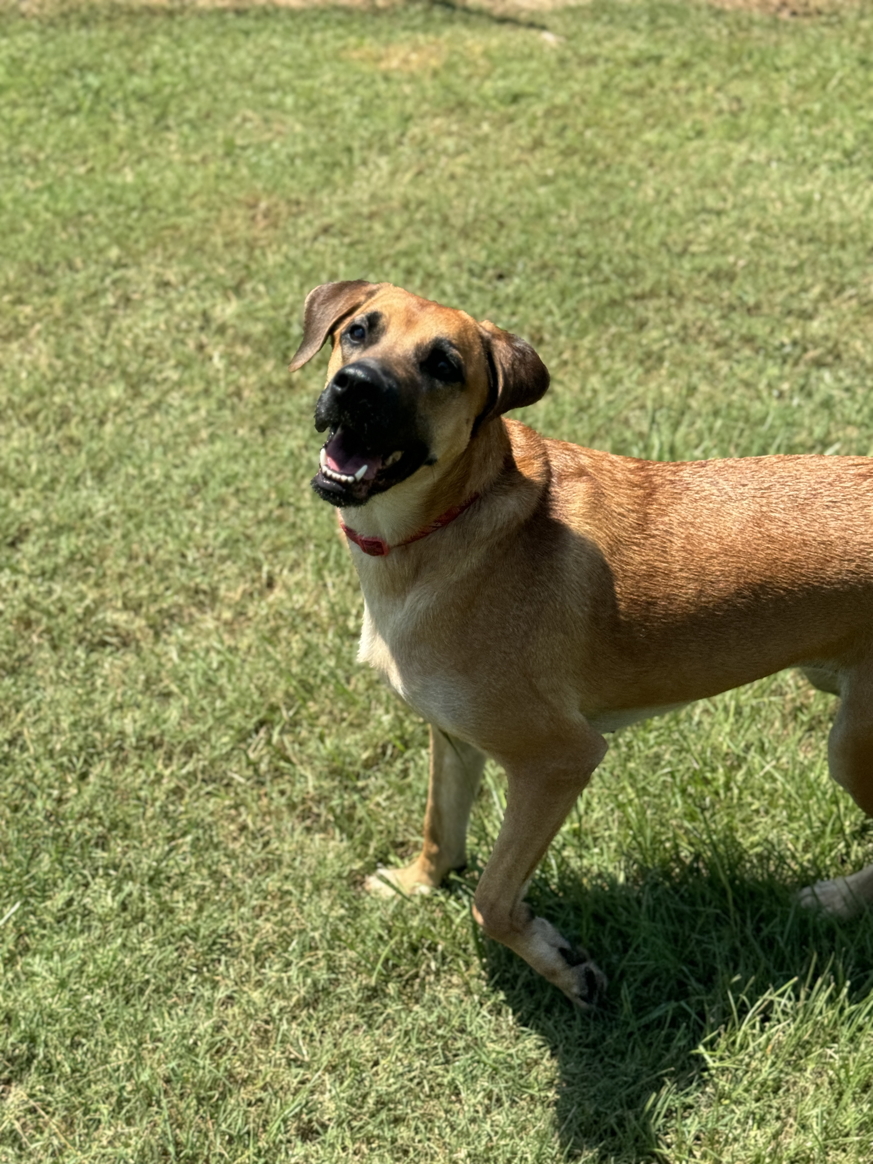 Journey, Adoptable, Adult Female Black Mouth Cur.