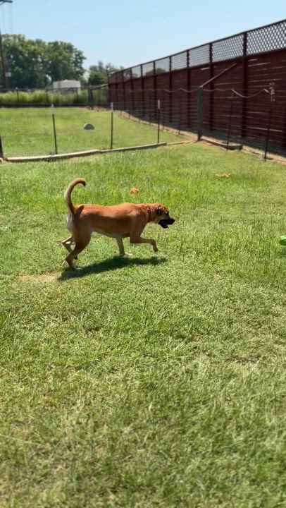 Enlarge Journey, a Adoptable mixed breed in Hawkins, TX video 5/6