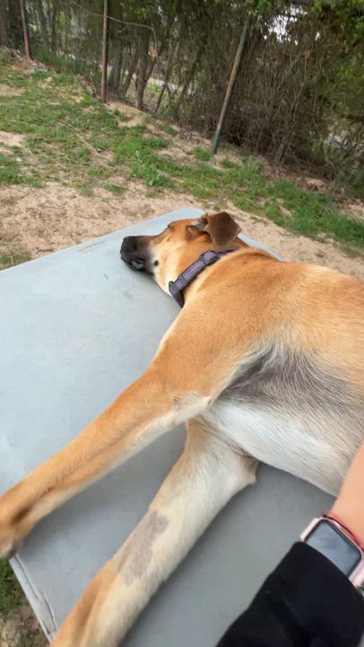 Enlarge Journey, a Adoptable mixed breed in Hawkins, TX video 2/6