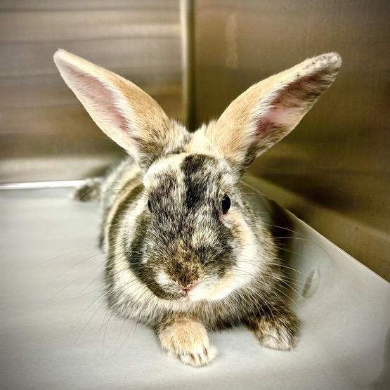 Trivelino, Adoptable, Adult Male Bunny Rabbit.