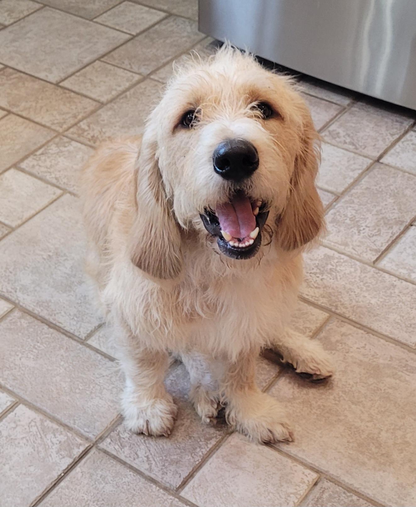 Maverick, ADOPTABLE, Young Male Basset Hound & Poodle.
