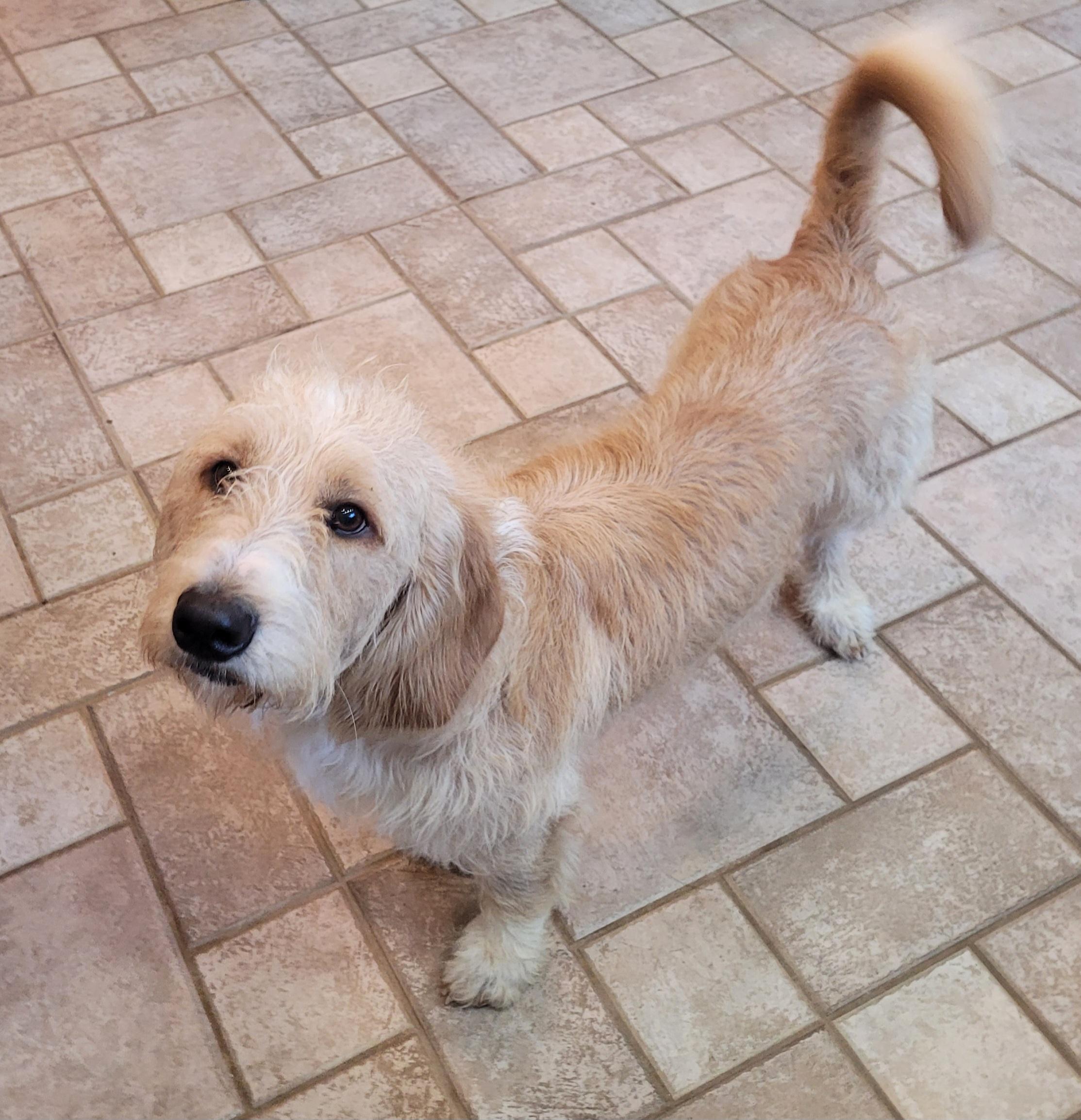 Enlarge Maverick, a ADOPTABLE mixed breed in Clarksburg, MD image 2/5