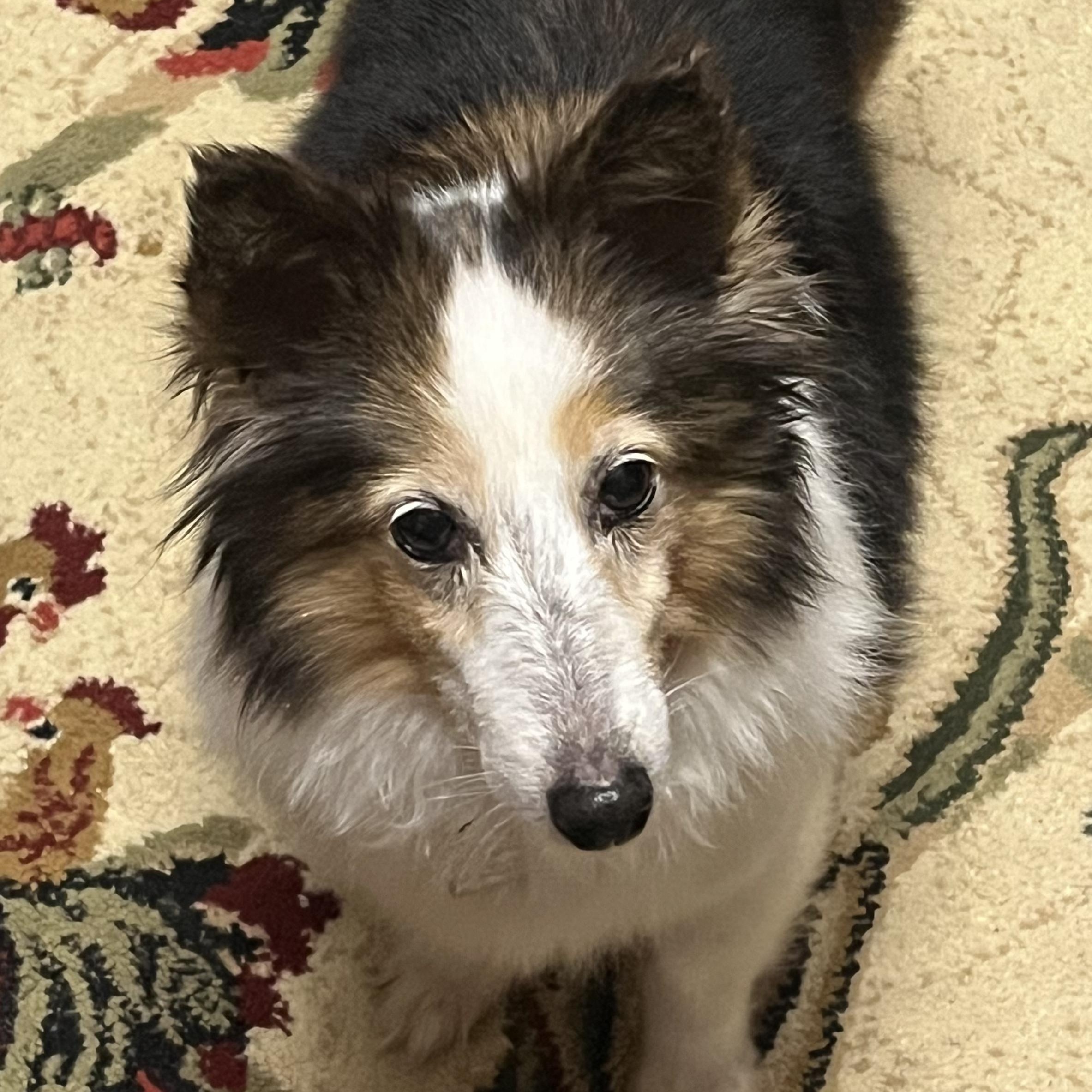 Enlarge Winnie, a Adoptable Shetland Sheepdog / Sheltie in Charlotte, NC image 2/4