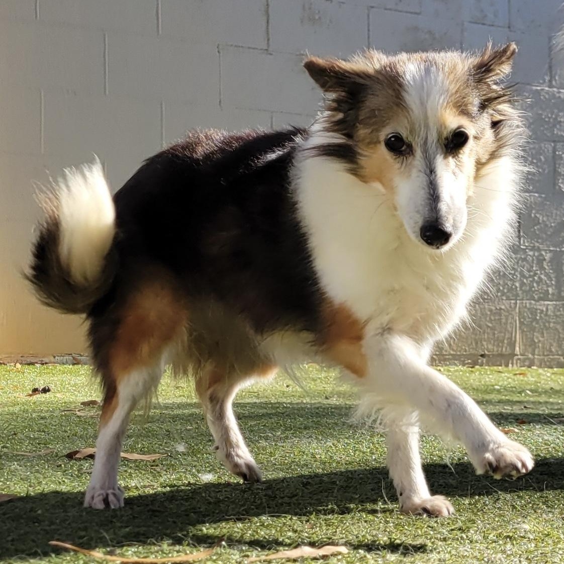 Winnie, Adoptable, Senior Female Shetland Sheepdog / Sheltie.