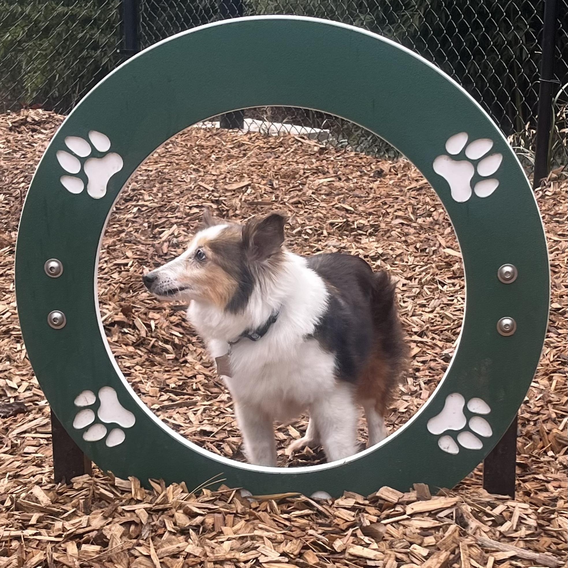 Enlarge Winnie, a Adoptable Shetland Sheepdog / Sheltie in Charlotte, NC image 3/4