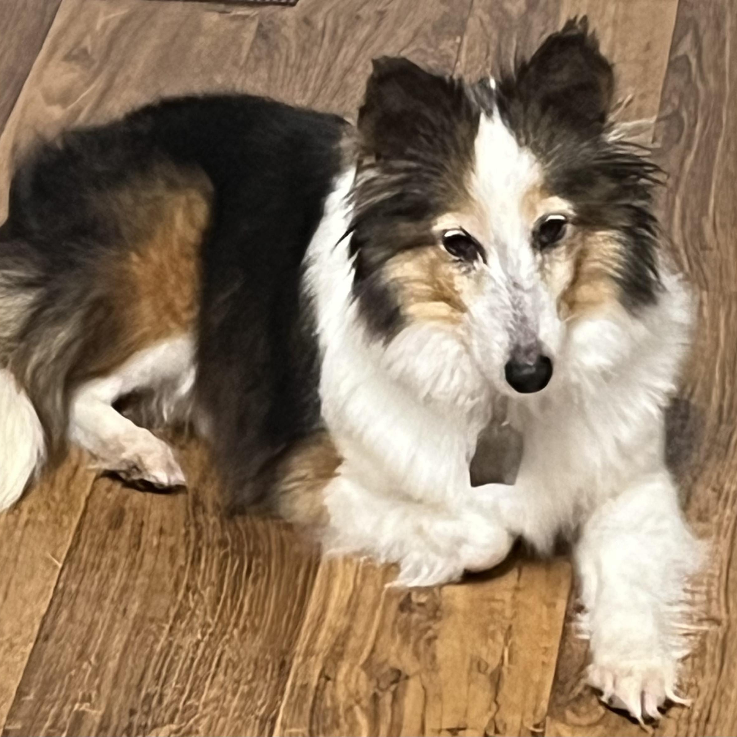 Enlarge Winnie, a Adoptable Shetland Sheepdog / Sheltie in Charlotte, NC image 1/4
