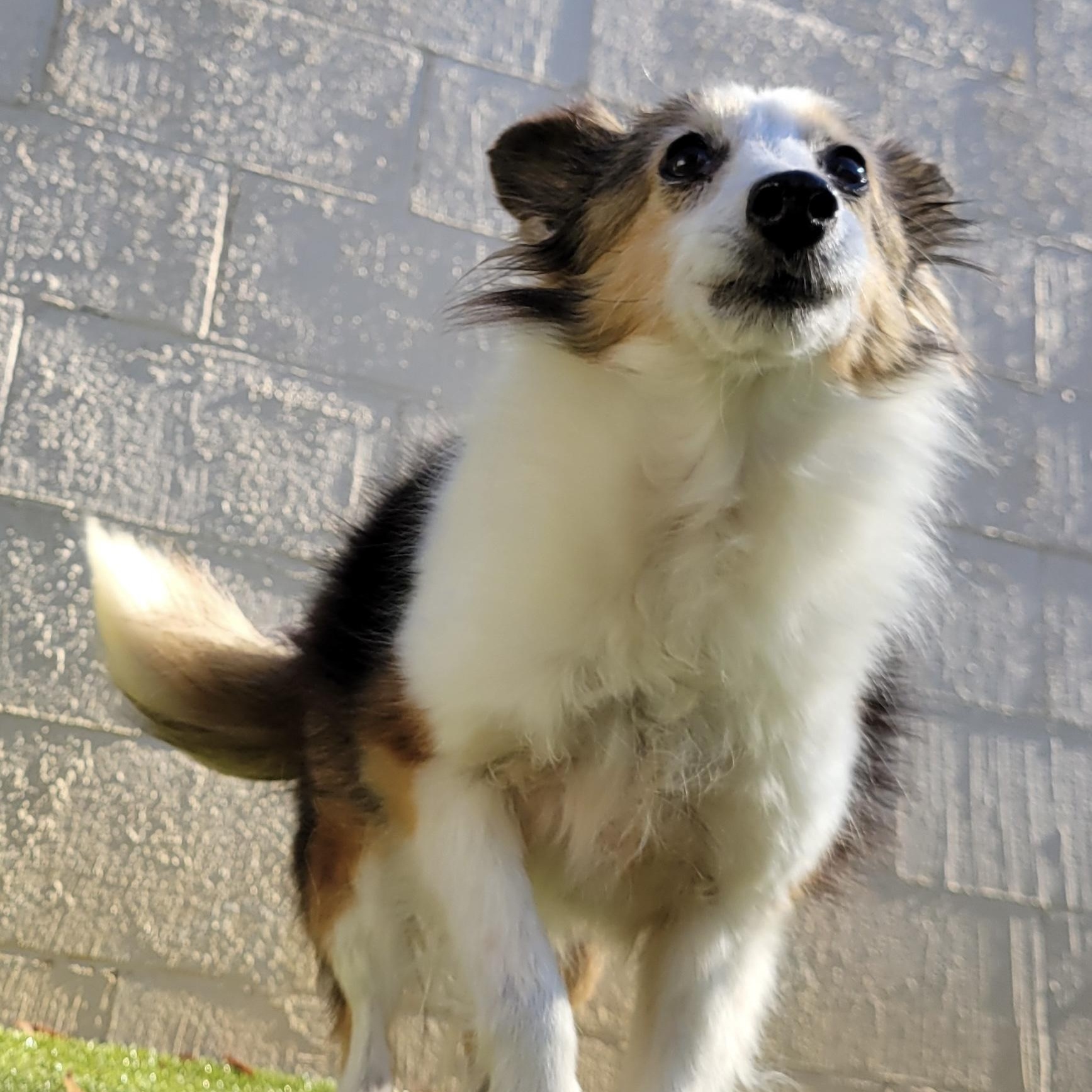 Winnie, a Adoptable Shetland Sheepdog / Sheltie image 2/2