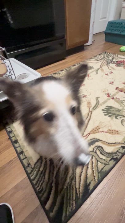 Enlarge Winnie, a Adoptable Shetland Sheepdog / Sheltie in Charlotte, NC video 4/4