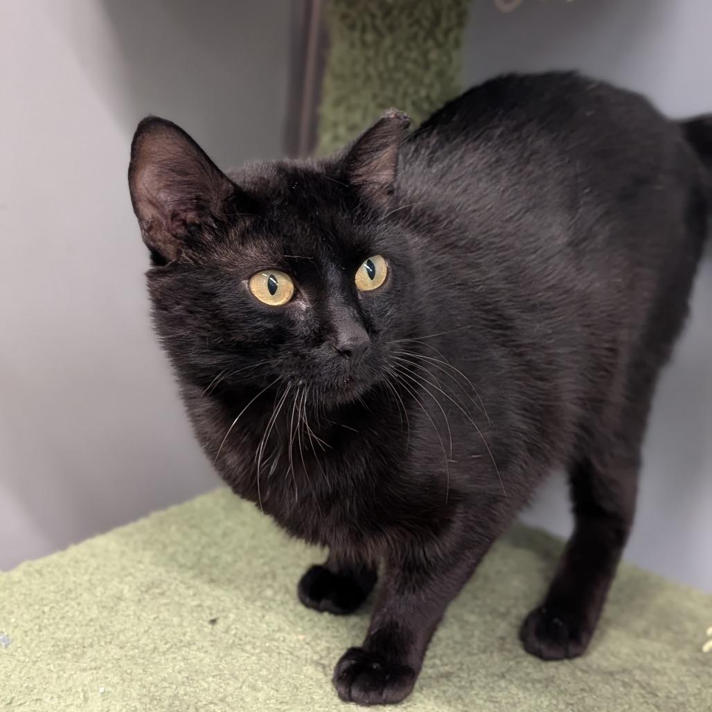 Absalon, ADOPTABLE, Adult Male Domestic Short Hair.