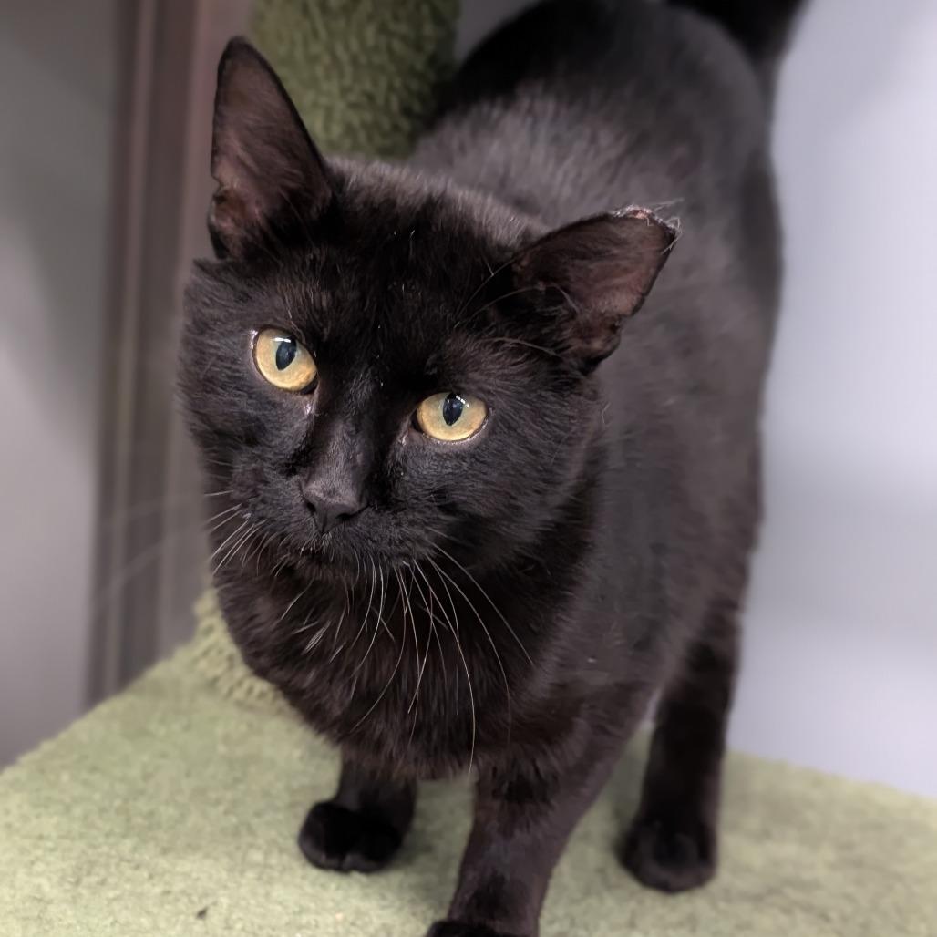 Enlarge Absalon, a ADOPTABLE Domestic Short Hair in Cape Girardeau, MO image 2/3
