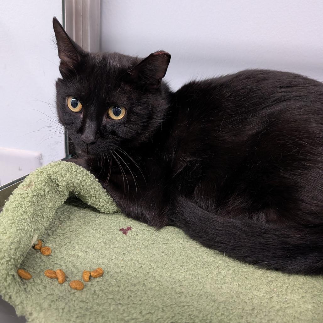 Enlarge Absalon, a ADOPTABLE Domestic Short Hair in Cape Girardeau, MO image 3/3