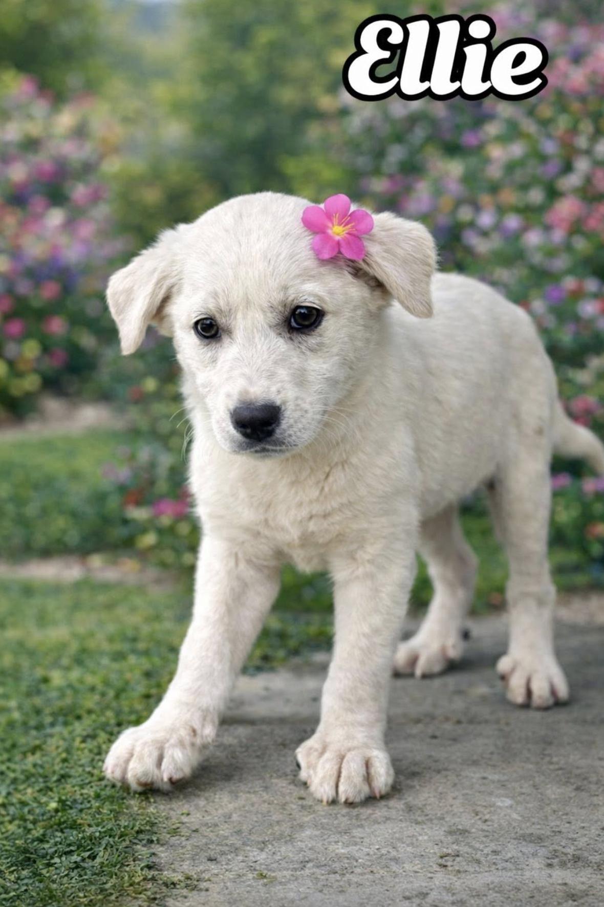 Ellie — thumbnail 6