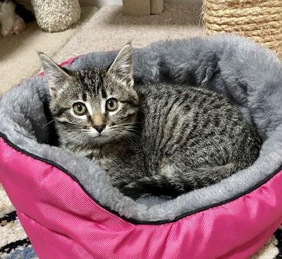Monica, Adoptable, Kitten Female Domestic Short Hair.