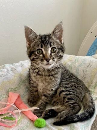 Enlarge Monica, a Adoptable Domestic Short Hair in Fremont, CA image 2/3