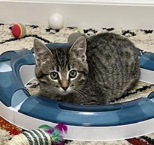 Enlarge Monica, a Adoptable Domestic Short Hair in Fremont, CA image 3/3