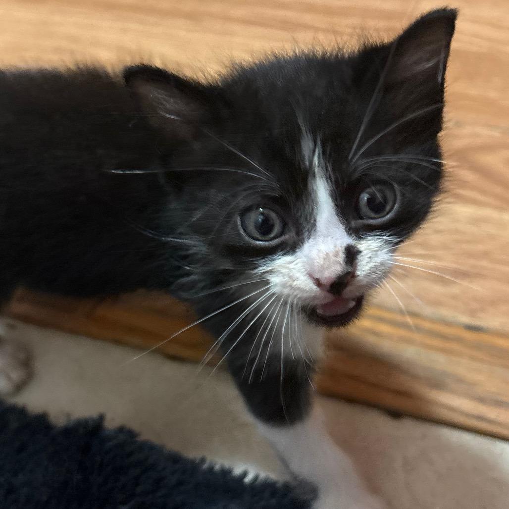Klaus, Adopted, Kitten Male Domestic Short Hair.