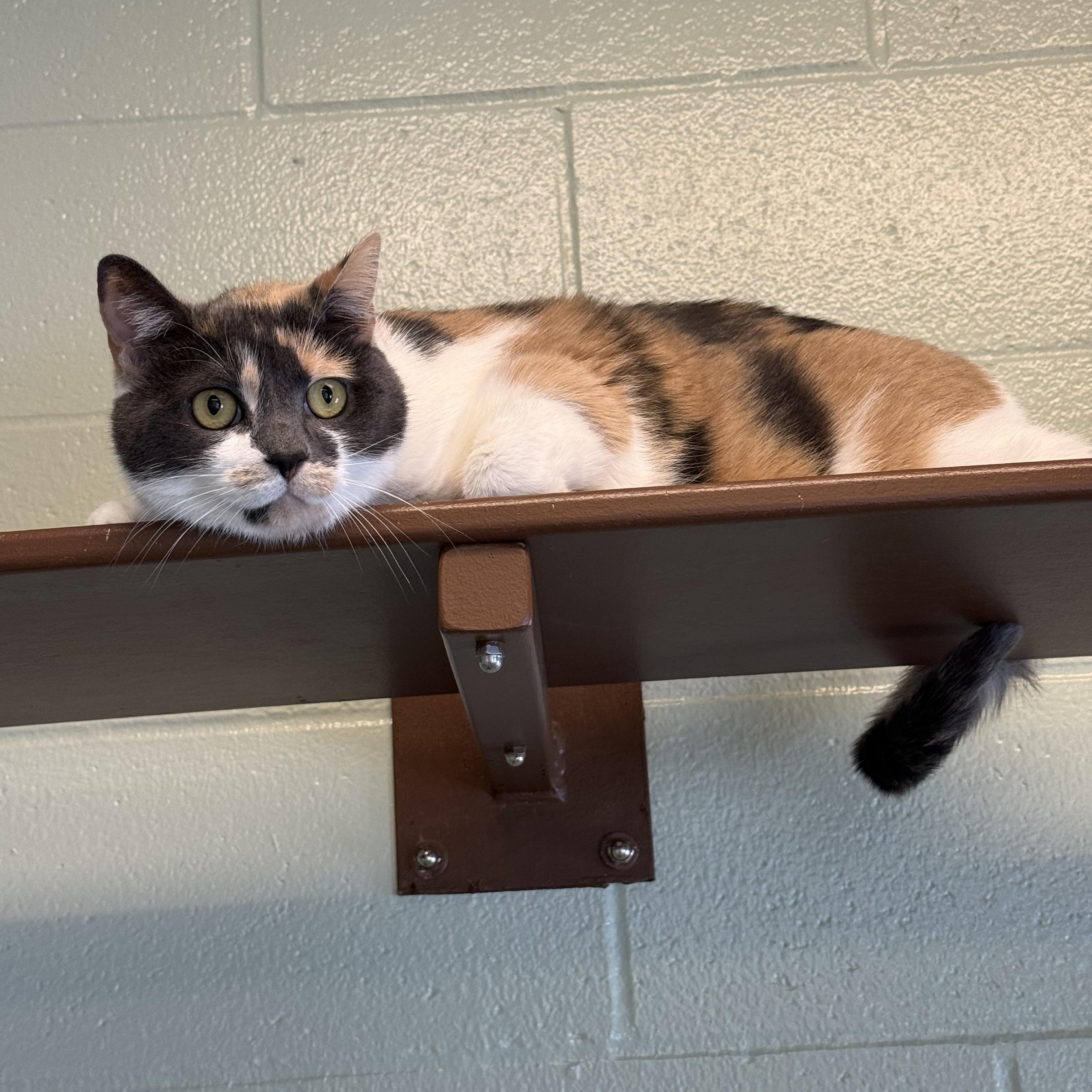 Marji, Adoptable, Adult Female Dilute Calico.