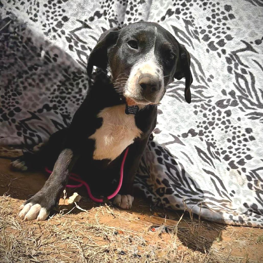 Enlarge Darcy, a Adoptable mixed breed in Pearsall, TX image 2/3