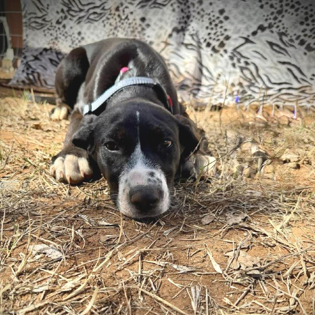 Enlarge Darcy, a Adoptable mixed breed in Pearsall, TX image 3/3