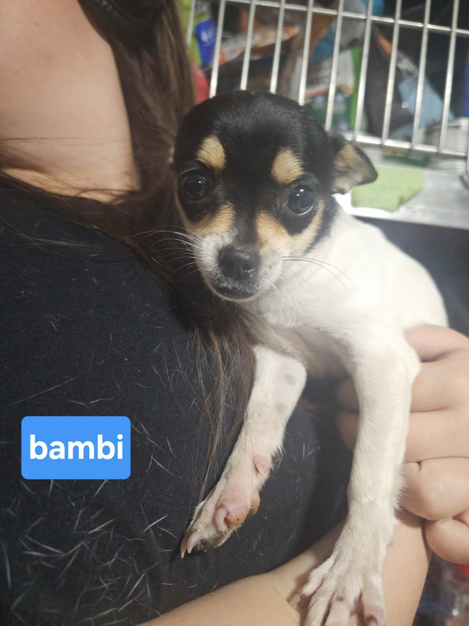 Enlarge Bambi, an adopted mixed breed in abingdon, MD image 1/1