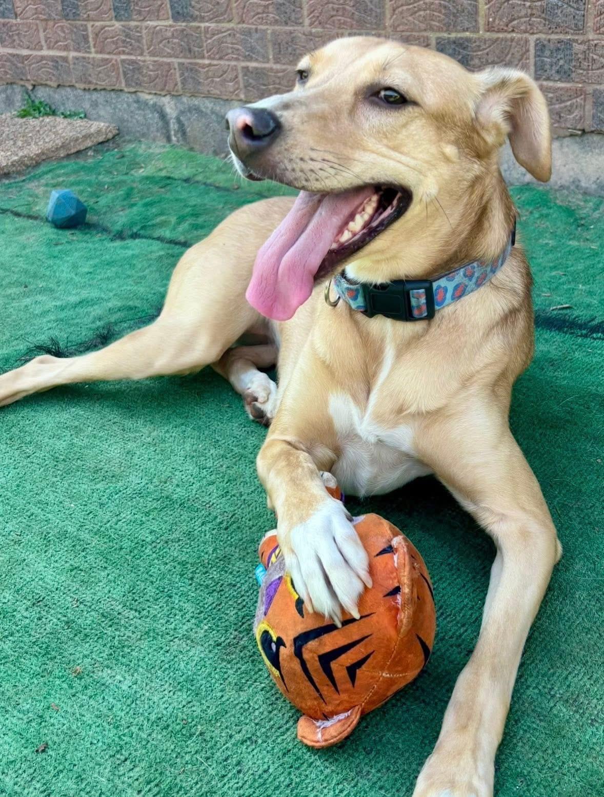 Enlarge Miss Kanga , a Adoptable mixed breed in Orland Park, IL image 4/6