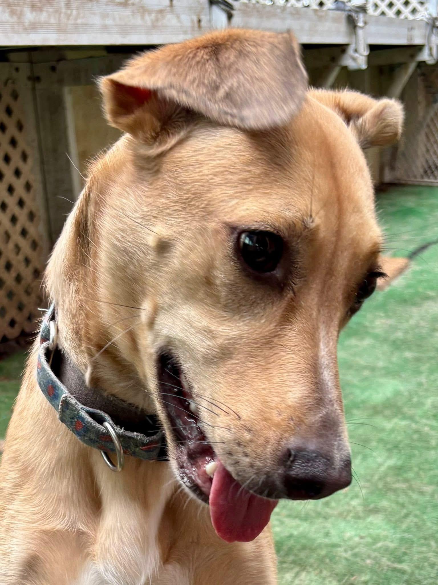 Enlarge Miss Kanga , a Adoptable mixed breed in Orland Park, IL image 1/6