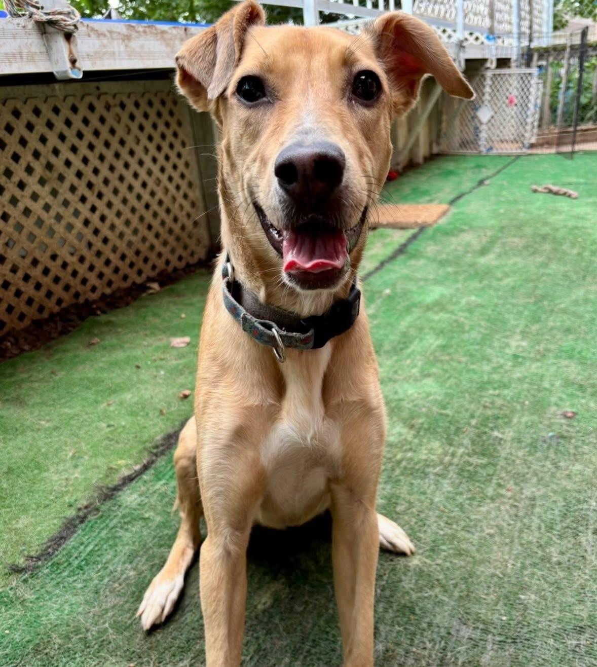 Enlarge Miss Kanga , a Adoptable mixed breed in Orland Park, IL image 6/6