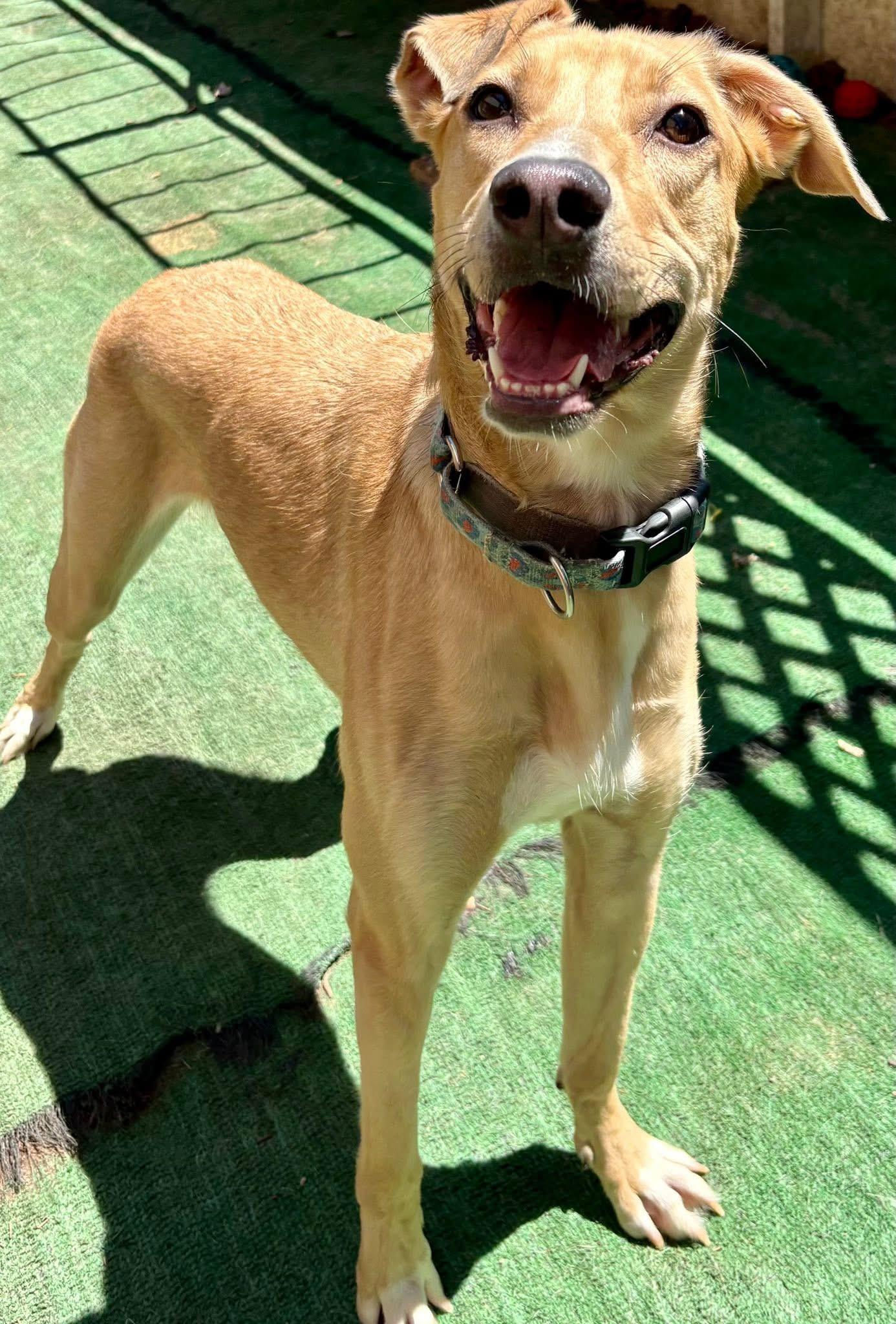 Enlarge Miss Kanga , a Adoptable mixed breed in Orland Park, IL image 3/6