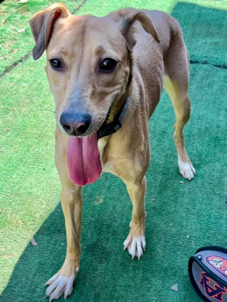 Enlarge Miss Kanga , a Adoptable mixed breed in Orland Park, IL image 5/6