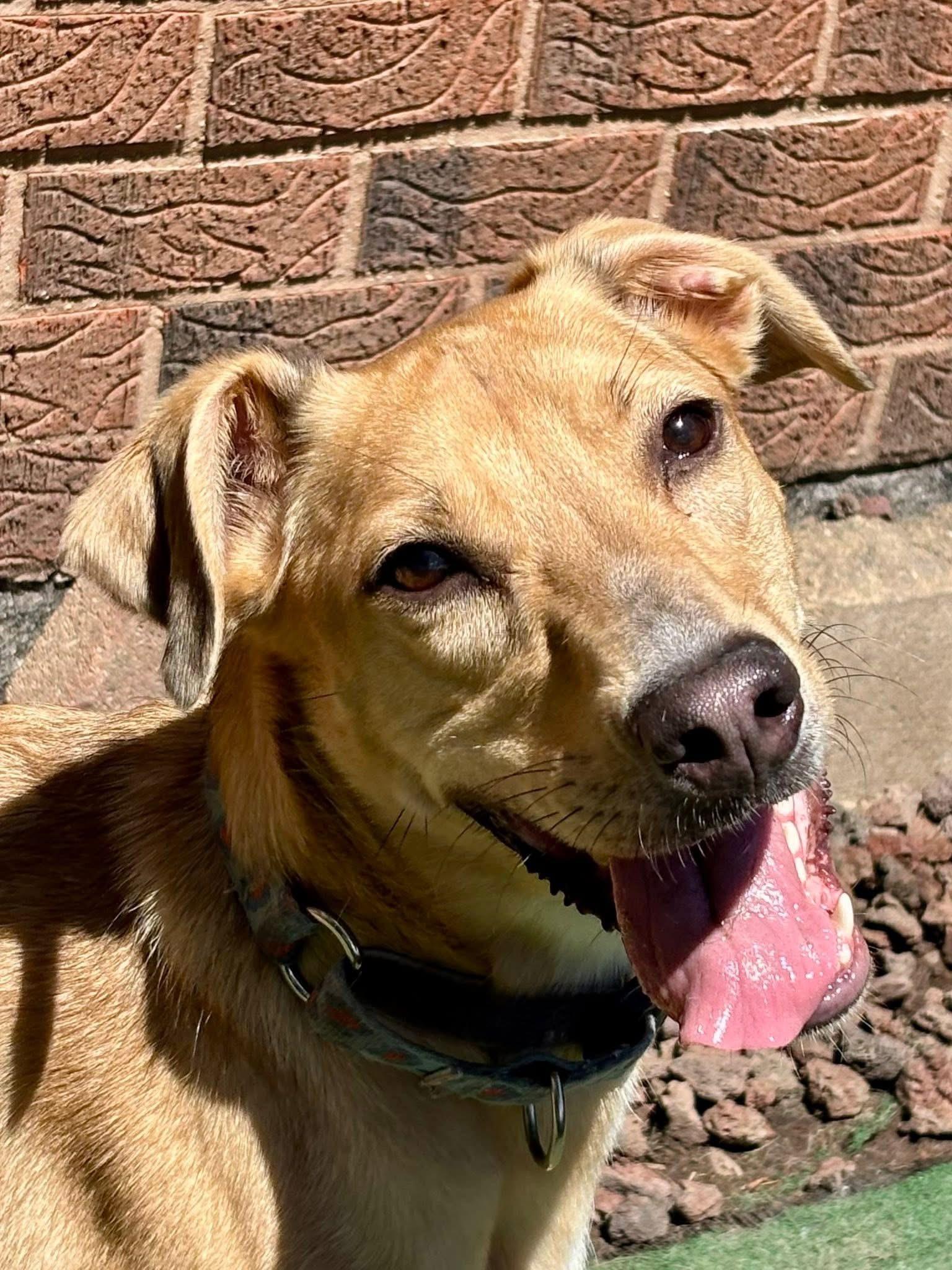 Enlarge Miss Kanga , a Adoptable mixed breed in Orland Park, IL image 2/6