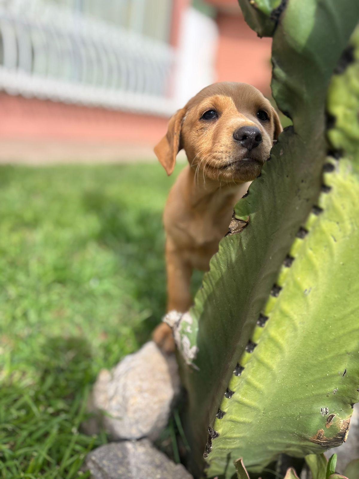 Enlarge Romelia, an adopted mixed breed in San Diego, CA image 2/3