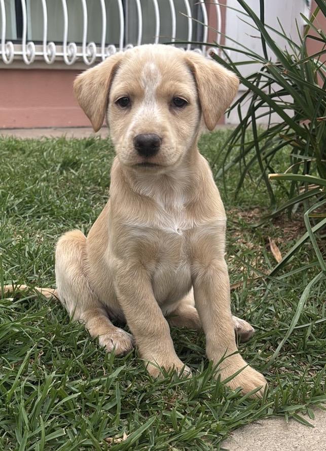 Romelia, adopted, Puppy Female Golden Retriever & Labrador Retriever.