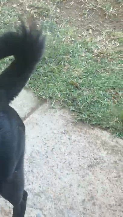 Enlarge Romelia, an adopted mixed breed in San Diego, CA video 3/3