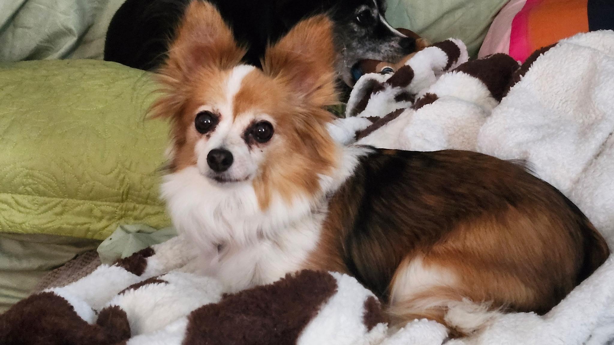 Lexie, Adoptable, Senior Female Papillon.