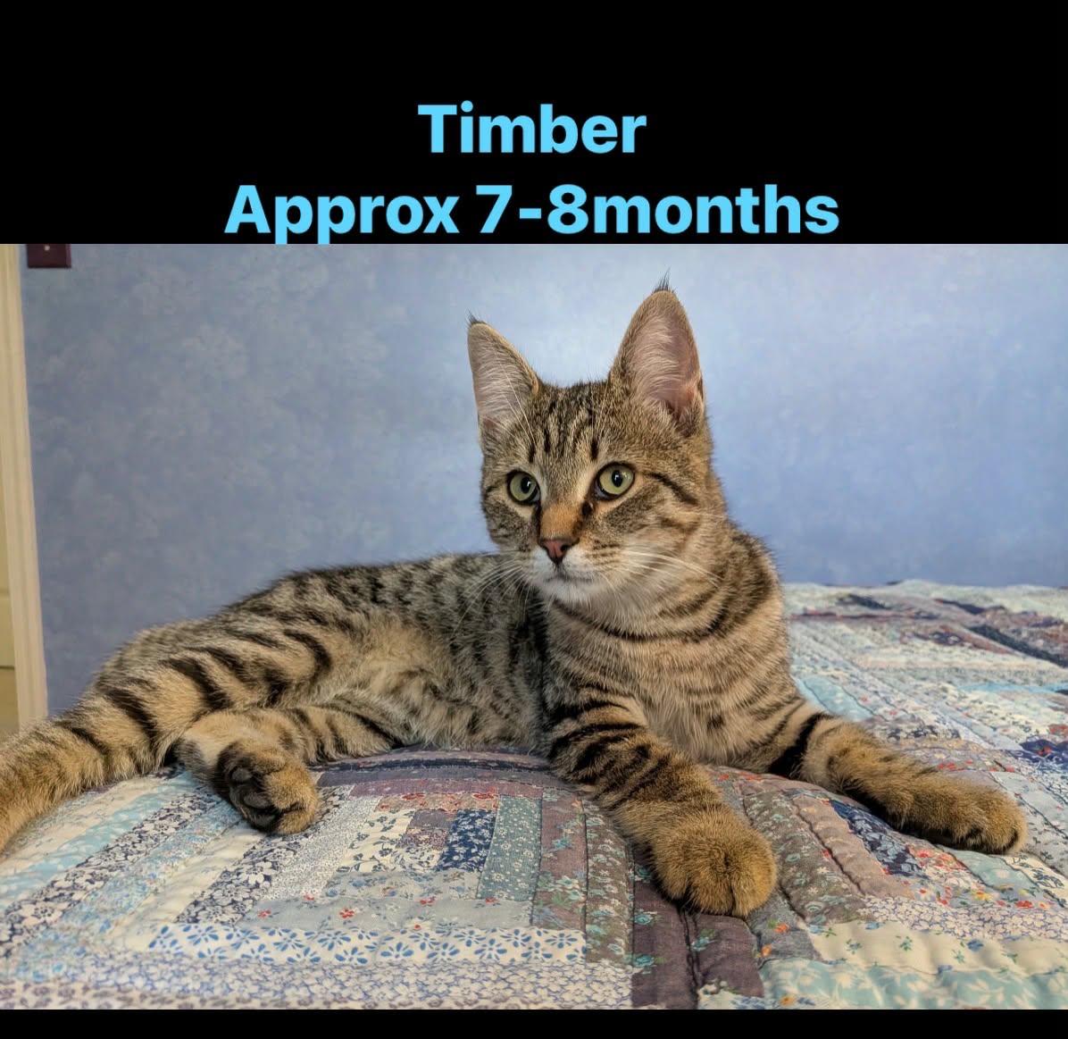 Enlarge Timber, a ADOPTABLE Domestic Short Hair in oxford, PA image 1/1
