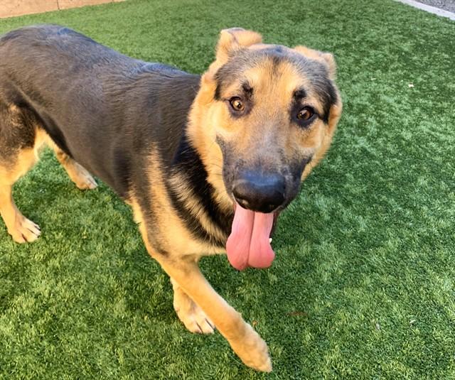 YODA, Adoptable, Young Male German Shepherd Dog & Mixed Breed.