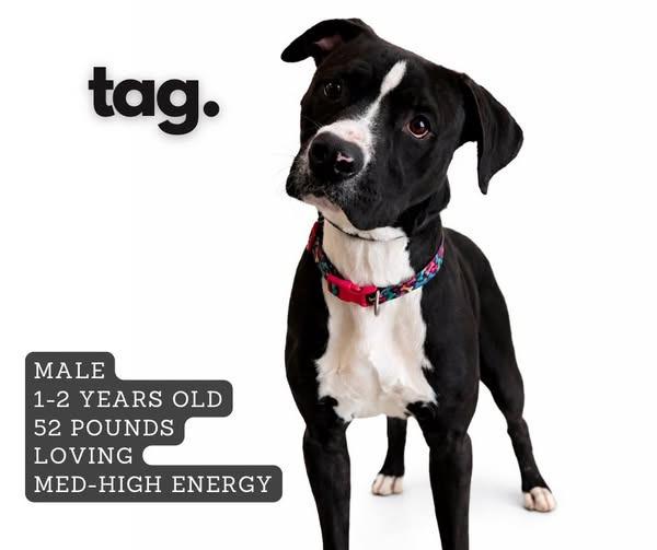 Tag, Adoptable, Young Male Staffordshire Bull Terrier.