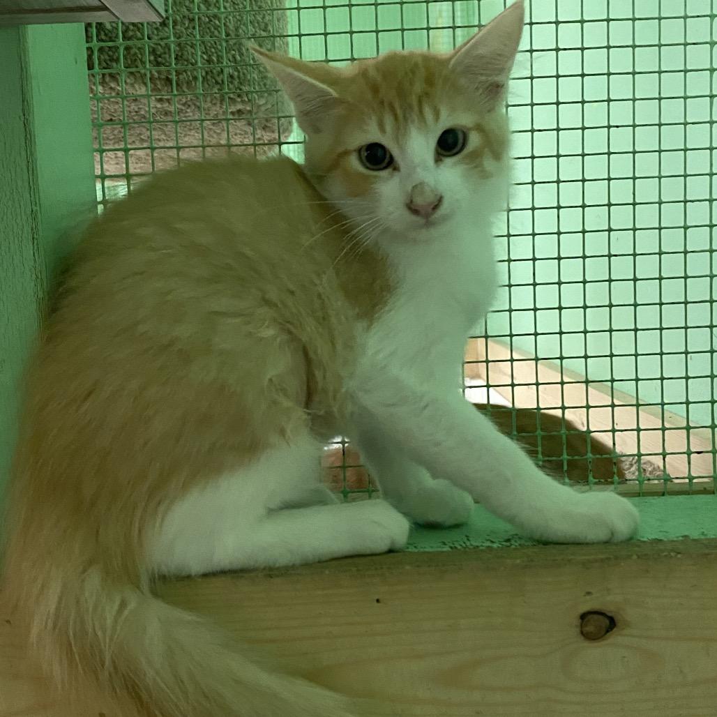 Enlarge Nala, a Adoptable Domestic Long Hair in Monroe, LA image 1/1