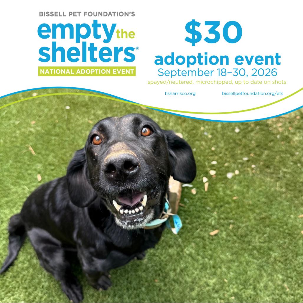 Shadow 7232, Adoptable, Adult Female Mixed Breed.