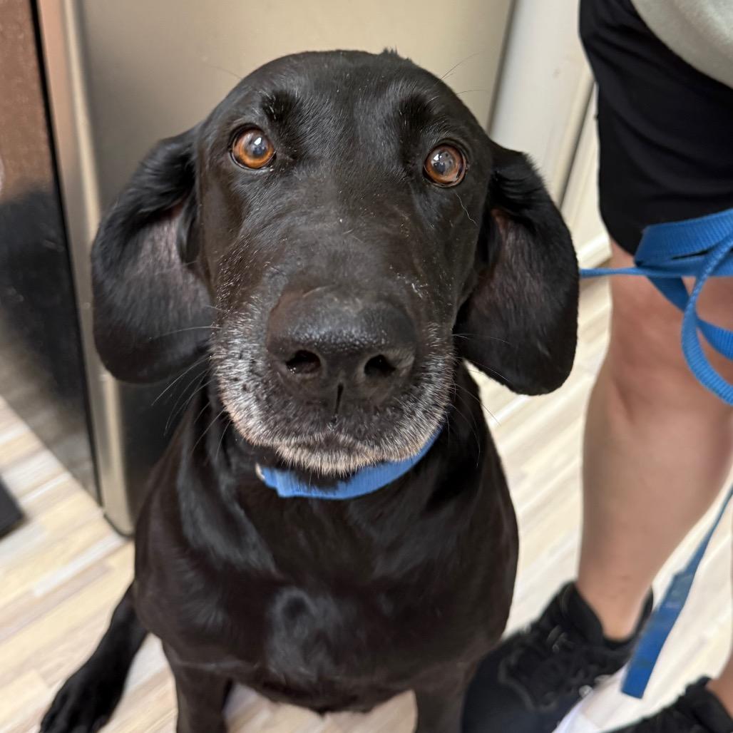 Enlarge Shadow 7232, a Adoptable Mixed Breed in Hamilton, GA image 5/6