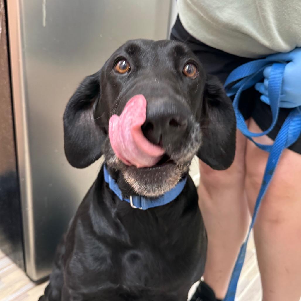 Enlarge Shadow 7232, a Adoptable Mixed Breed in Hamilton, GA image 6/6