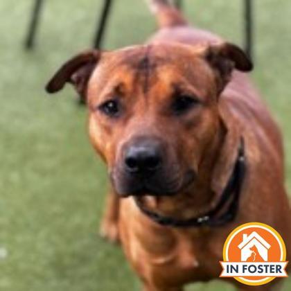 Enlarge Buddy, a Adoptable mixed breed in Merriam, KS image 1/3