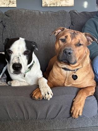 Enlarge Buddy, a Adoptable mixed breed in Merriam, KS image 1/2