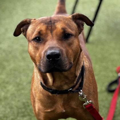 Enlarge Buddy, a Adoptable mixed breed in Merriam, KS image 3/3