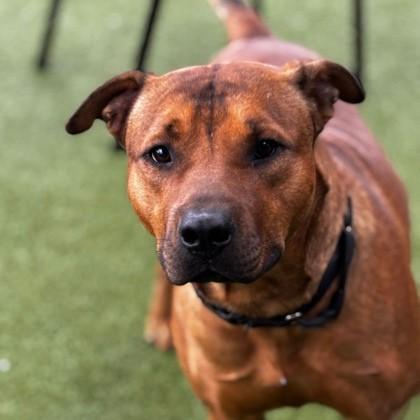 Enlarge Buddy, a Adoptable mixed breed in Merriam, KS image 2/2